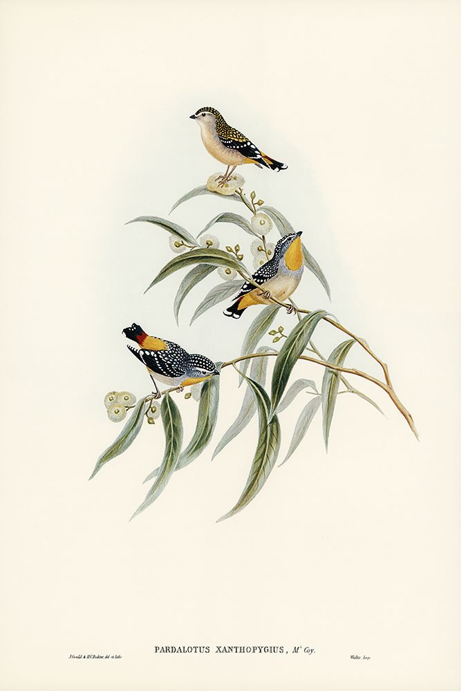 Yellow-rumped Pardalote-Pardalotus xanthopygius art print by John Gould for $57.95 CAD
