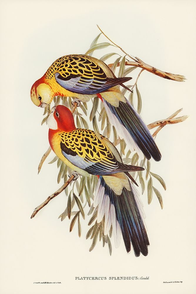 Splendid Parakeet-Platycercus splendidus art print by John Gould for $57.95 CAD