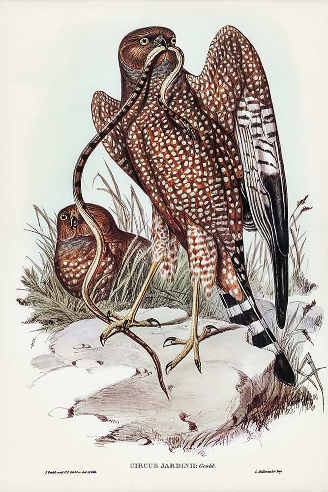 Square-tailed kite-Circus jardinii art print by John Gould for $57.95 CAD