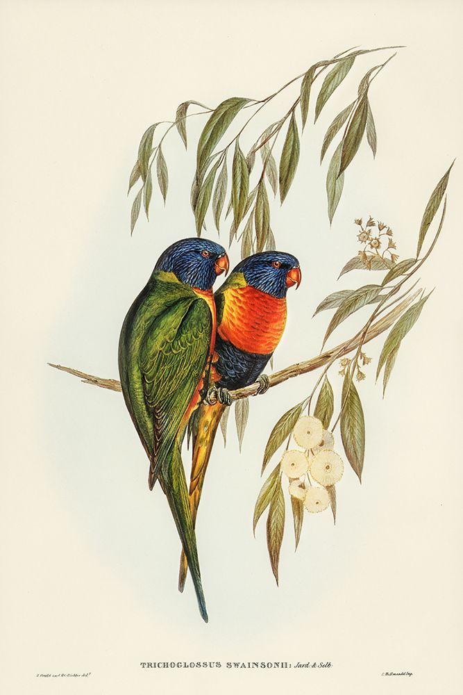 Swainsons Lorikeet-Trichoglossus Swainsonii art print by John Gould for $57.95 CAD
