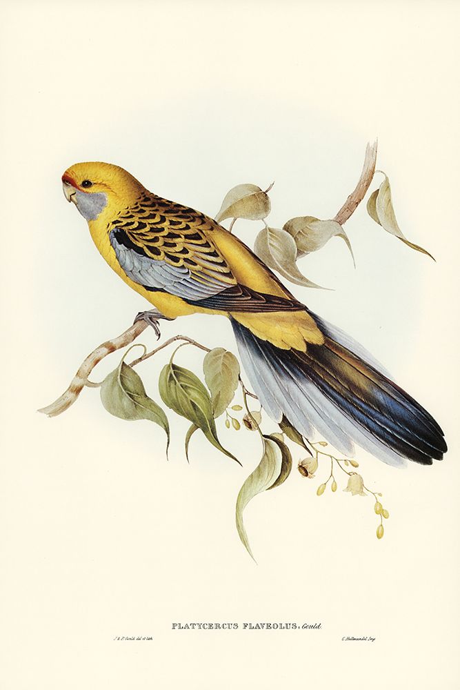 Yellow-rumped Parakeet-Platycercus flaveolus art print by John Gould for $57.95 CAD