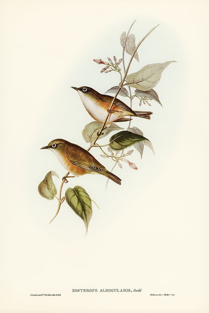 White-breasted Zosterops-Zosterops albogularis art print by John Gould for $57.95 CAD