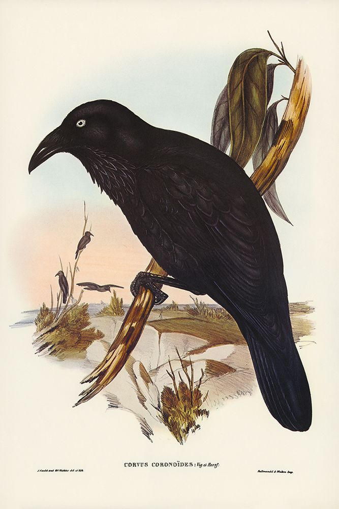 White-eyed Crow-Corvus Coronoides art print by John Gould for $57.95 CAD