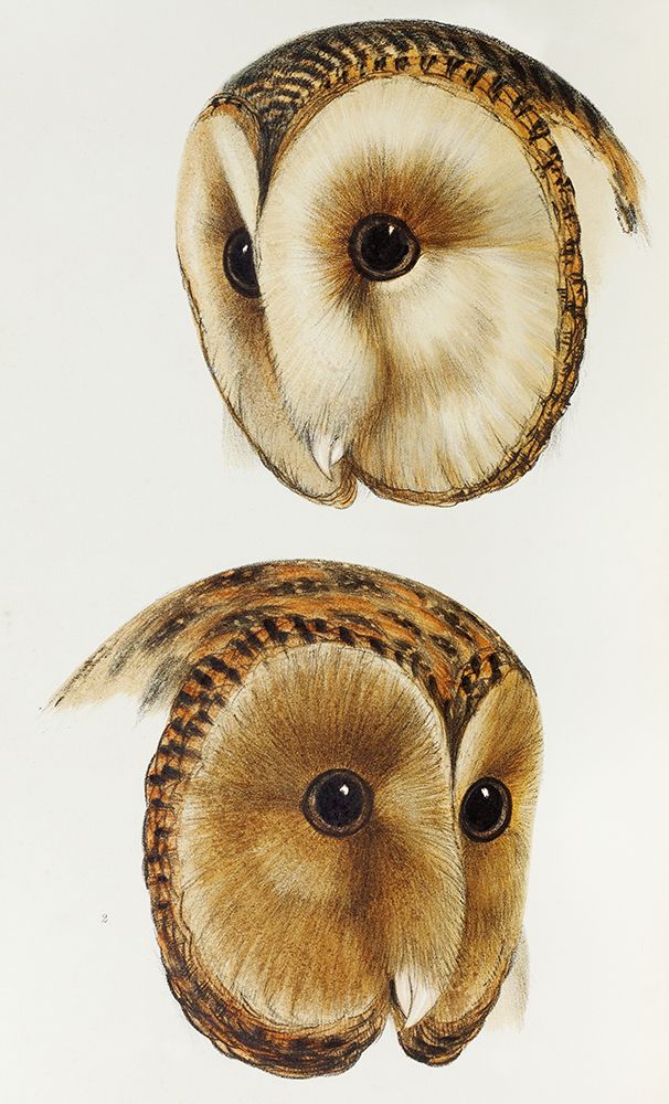 Masked barn owl and Tasmanian masked owl art print by John Gould for $57.95 CAD