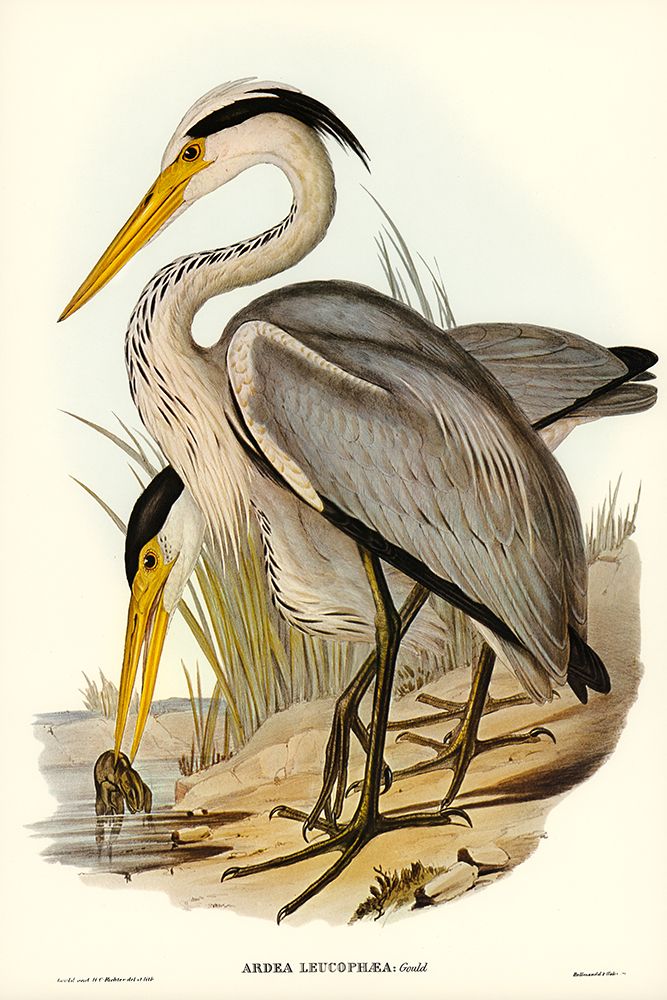 Great Grey Heron-Ardea leucophaea art print by John Gould for $57.95 CAD