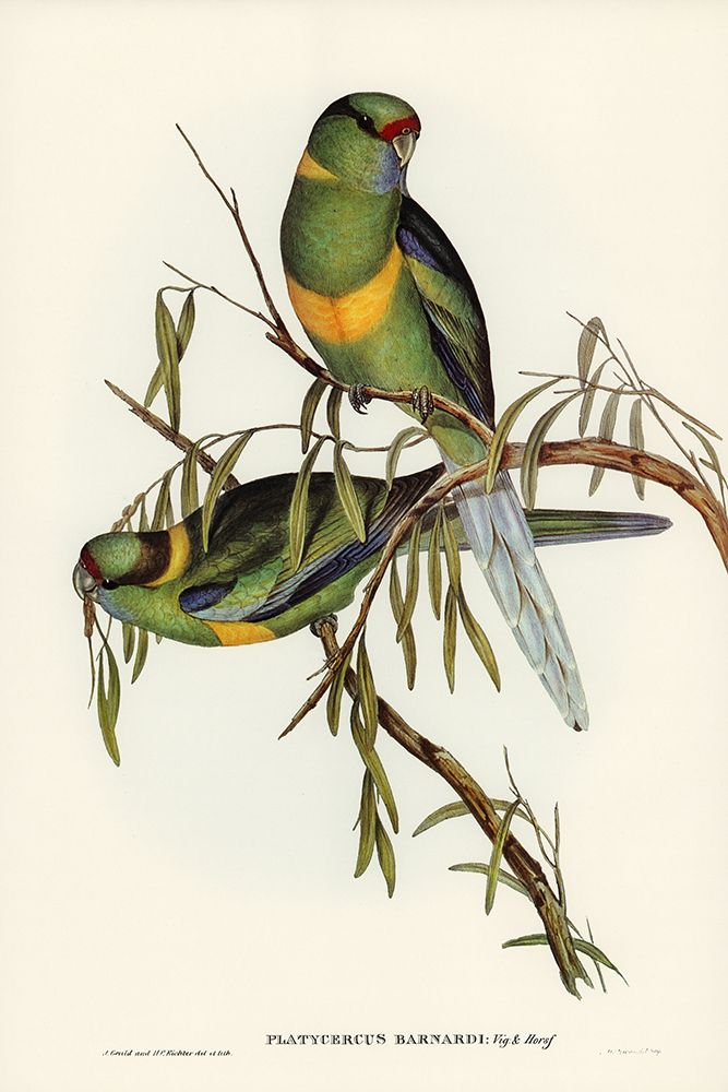 Barnards Parakeet-Platycercus Barnardii art print by John Gould for $57.95 CAD