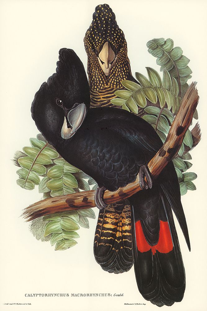 Great-billed Black Cockatoo-Calyptorhynchus macrorhynchus art print by John Gould for $57.95 CAD