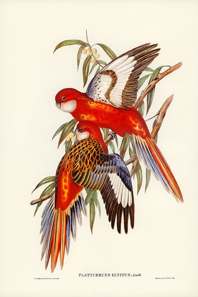 Fiery Parakeet-Platycercus ignitus art print by John Gould for $57.95 CAD