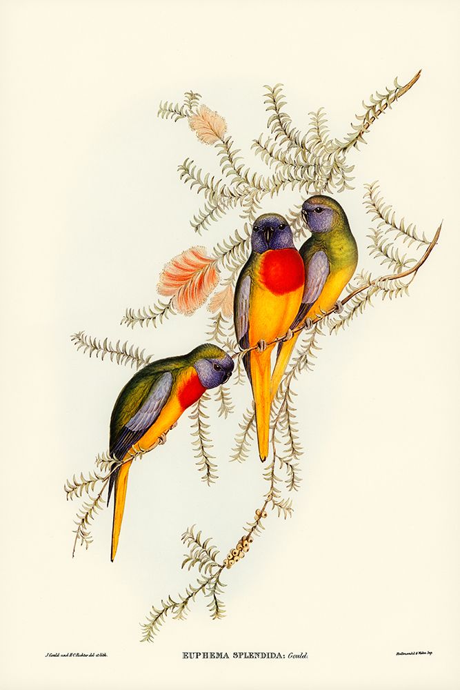 Splendid Grass-Parakeet-Euphema splendida art print by John Gould for $57.95 CAD