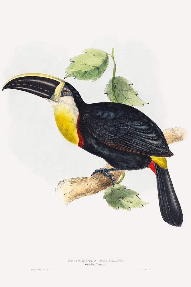 Osculant Toucan-Ramphastos osculans art print by John Gould for $57.95 CAD