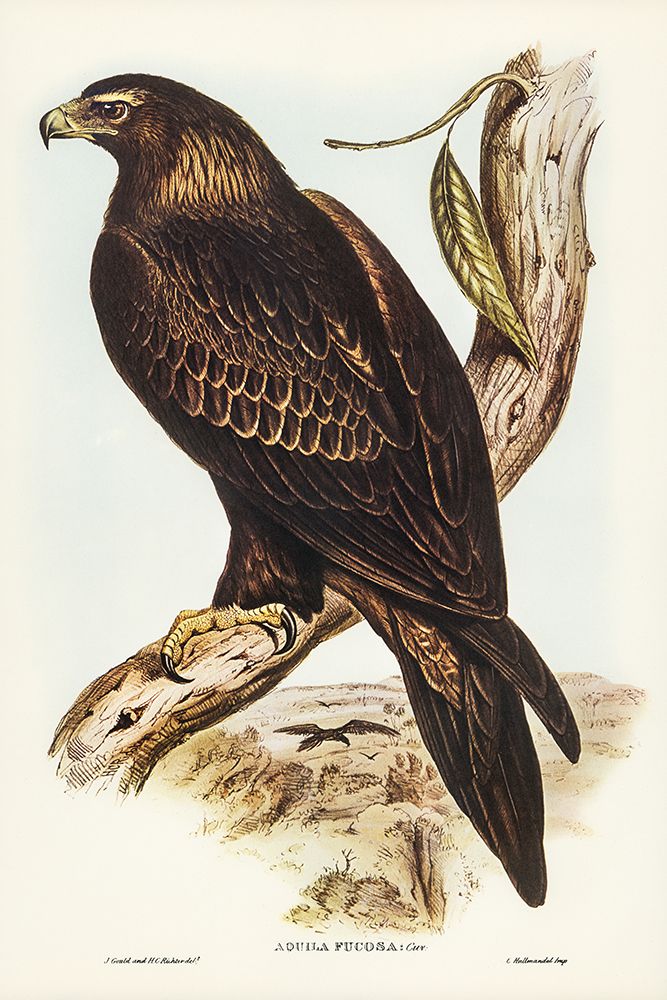 Wedge-tailed Eagle-Aquila focosa art print by John Gould for $57.95 CAD