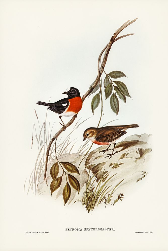 Norfolk Island Robin-Petroica erythrogastra art print by John Gould for $57.95 CAD