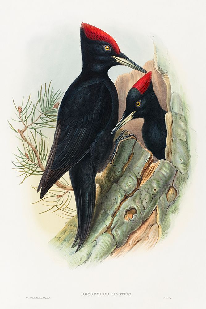 Great Black Woodpecker-Dryocopus martius art print by John Gould for $57.95 CAD