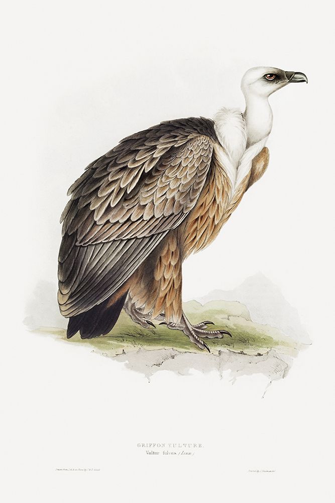 Griffon Vulture art print by John Gould for $57.95 CAD