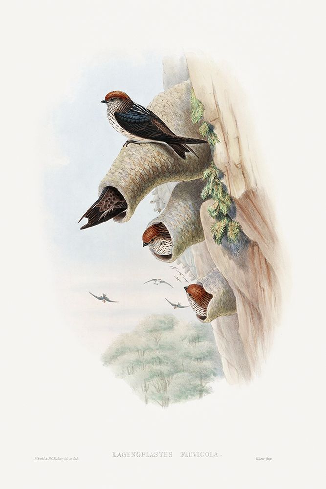 Lagenoplastes Fluvicola-Indian Cliff-Swallow art print by John Gould for $57.95 CAD