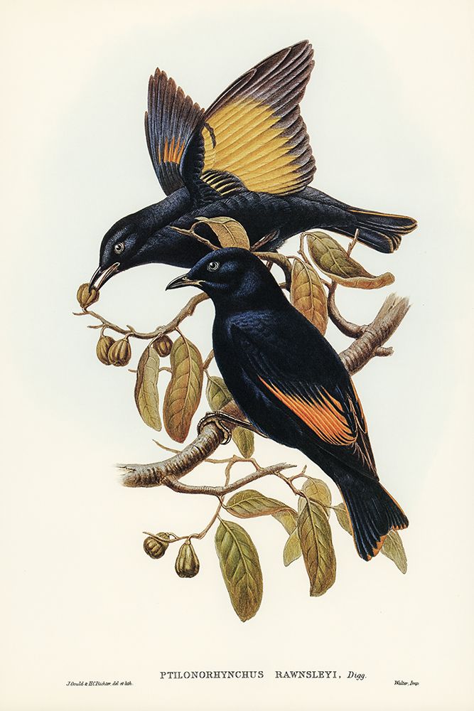 Rawnsleys Bower-bird-Ptilonorhynchus Rawnsleyi art print by John Gould for $57.95 CAD