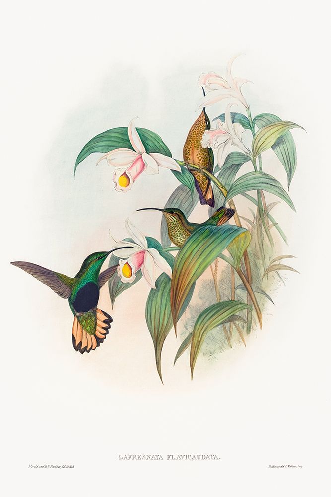 Lafresnaya flavicaudata-Buff-tailed Velvet-breast art print by John Gould for $57.95 CAD