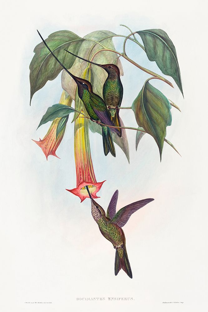 Docimastes ensiferus-Sword-billed Hummingbird art print by John Gould for $57.95 CAD