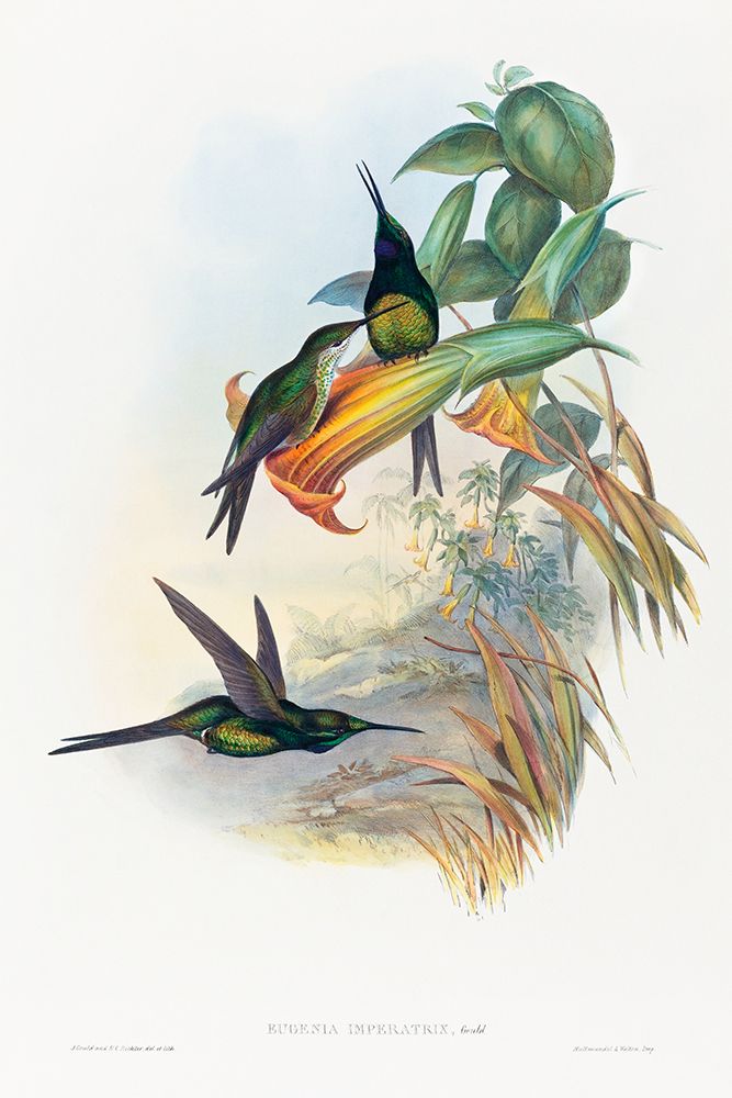 Eugenia imperatrix-Empress Hummingbird art print by John Gould for $57.95 CAD