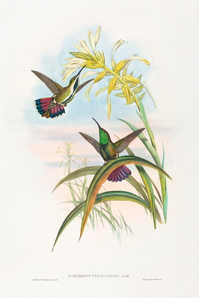 Lampornis veraguensis-Veraguan Mango art print by John Gould for $57.95 CAD