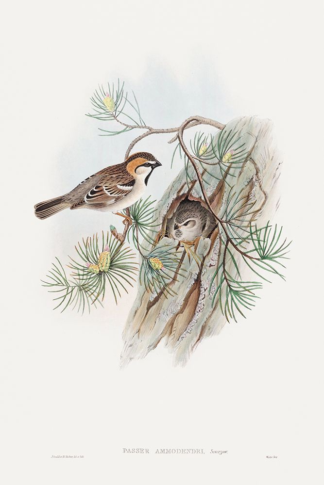 Passer Ammodendri-Severtzow-Turkestan Sparrow art print by John Gould for $57.95 CAD