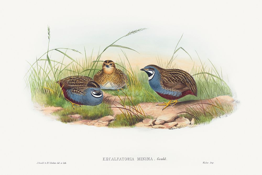 Excalftoria minima-Blue-breasted Quail art print by John Gould for $57.95 CAD