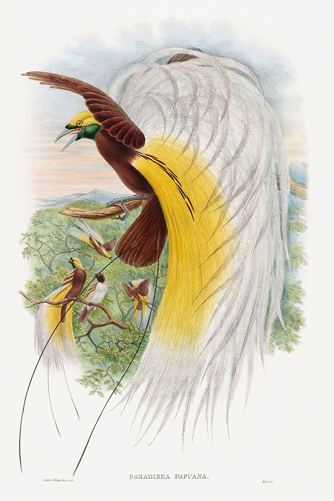 Paradisea Papuana-Papuana Bird of Paradise art print by John Gould for $57.95 CAD