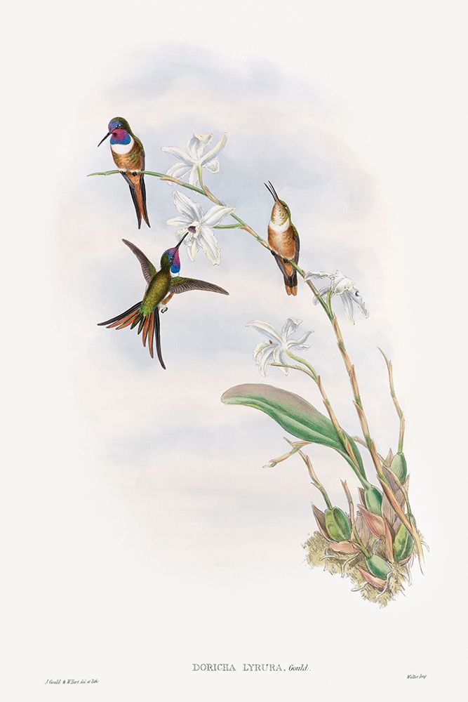 The family of hummingbirds art print by John Gould for $57.95 CAD