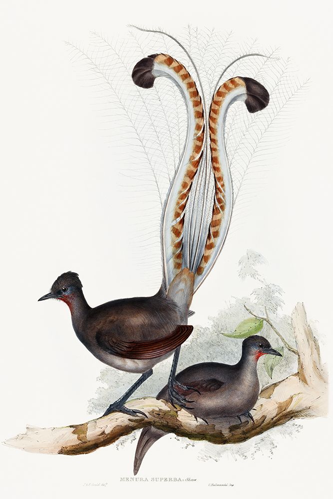 Shaw-Lyrebird art print by John Gould for $57.95 CAD