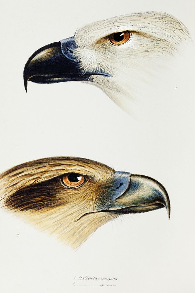 White-bellied sea eagle and Whistling kite art print by John Gould for $57.95 CAD