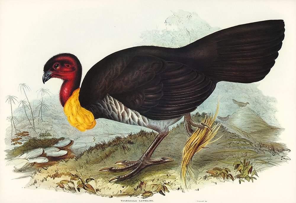Brush turkey-Talegalla Lathamii art print by John Gould for $57.95 CAD