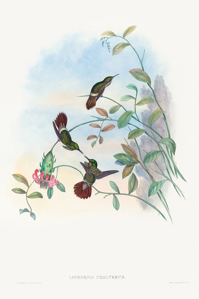 Lophornis chalybeus-Festive Coquette art print by John Gould for $57.95 CAD