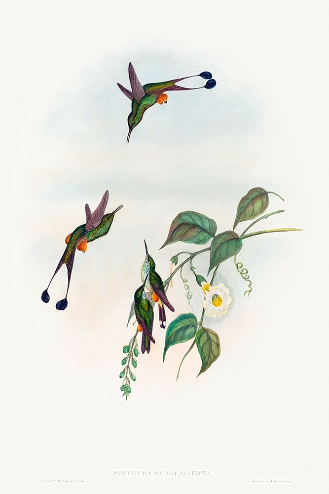 Spathura rufocaligata-Red-booted Racket-Tail art print by John Gould for $57.95 CAD