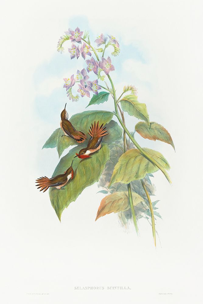 Selashorus scintilla-Scintillant Hummingbird art print by John Gould for $57.95 CAD
