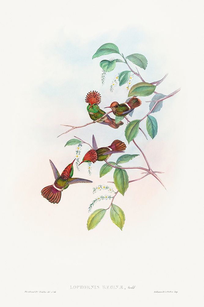 Lophornas reginae-Spangled Coquette art print by John Gould for $57.95 CAD
