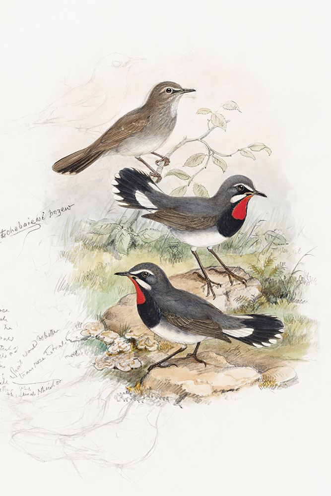 Calliope Tschebaiswi art print by John Gould for $57.95 CAD