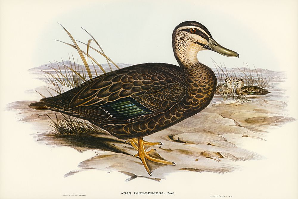 Australian Wild Duck-Anus superciliosa art print by John Gould for $57.95 CAD