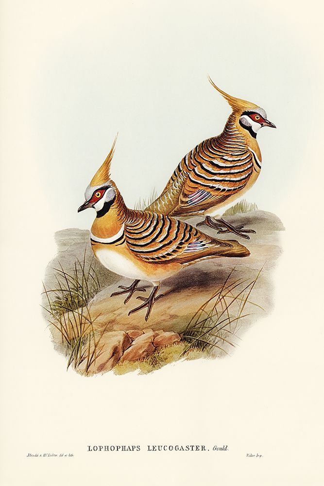 White-bellied Bronzewing-Lophophaps leucogaster art print by John Gould for $57.95 CAD