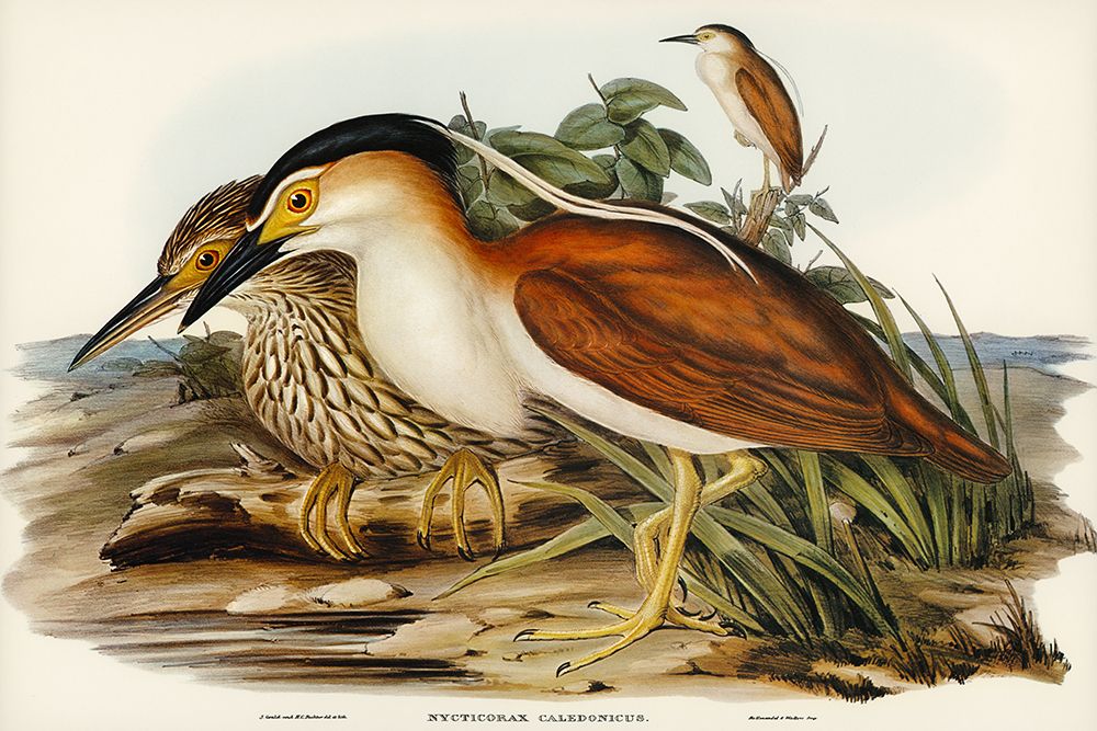 Nankeen Night Heron-Nycticorax Caledonicus art print by John Gould for $57.95 CAD