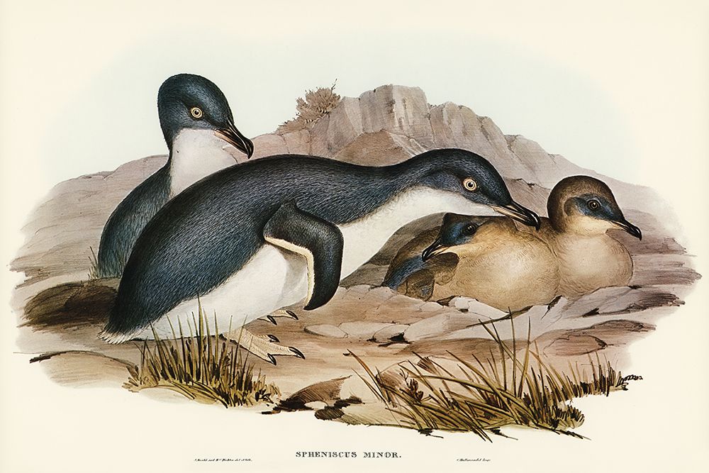 Little Penguin-Spheniscus minor art print by John Gould for $57.95 CAD