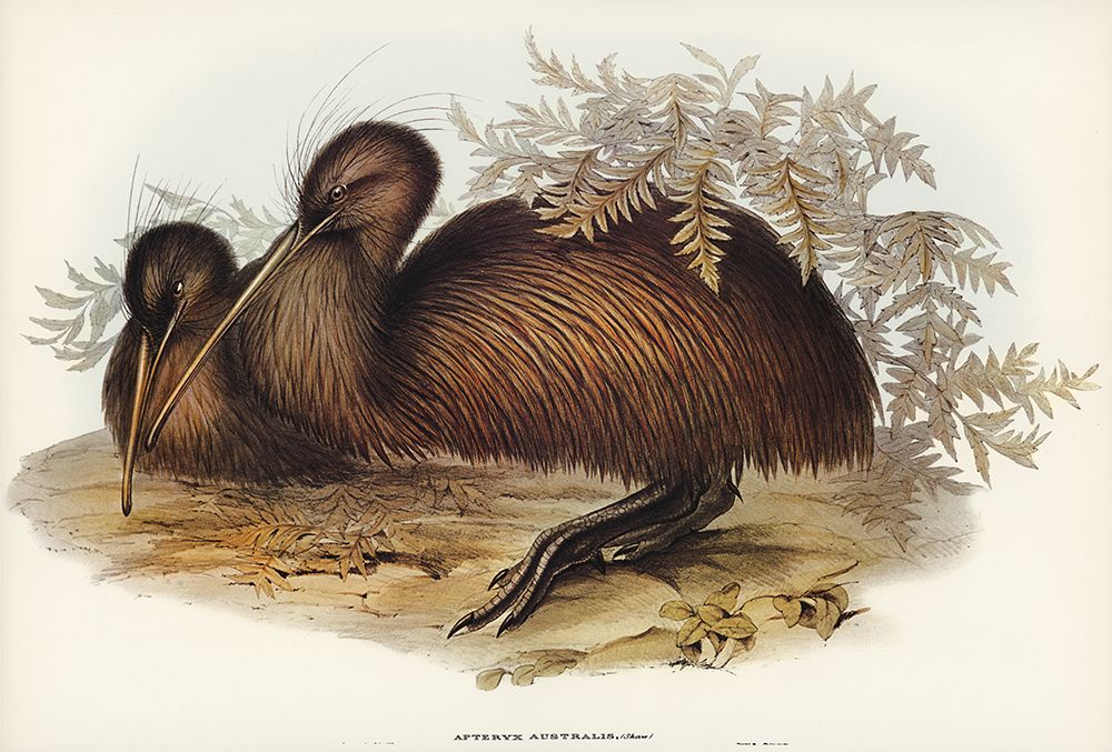 Kiwi-Apteryx Australis art print by John Gould for $57.95 CAD