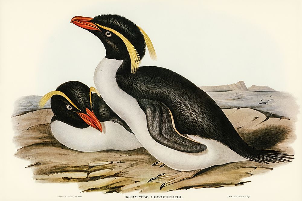 Crested Penguin-Eudyptes chrysocome art print by John Gould for $57.95 CAD