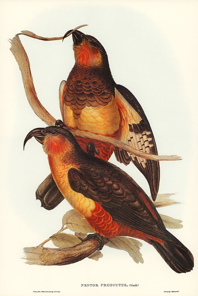 Philip Island Parrot-Nestor productus art print by John Gould for $57.95 CAD