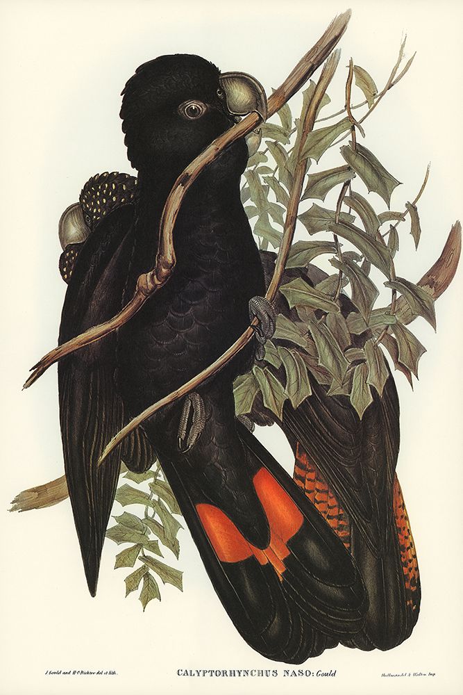 Western Black Cockatoo-Calyptorhynchus naso art print by John Gould for $57.95 CAD
