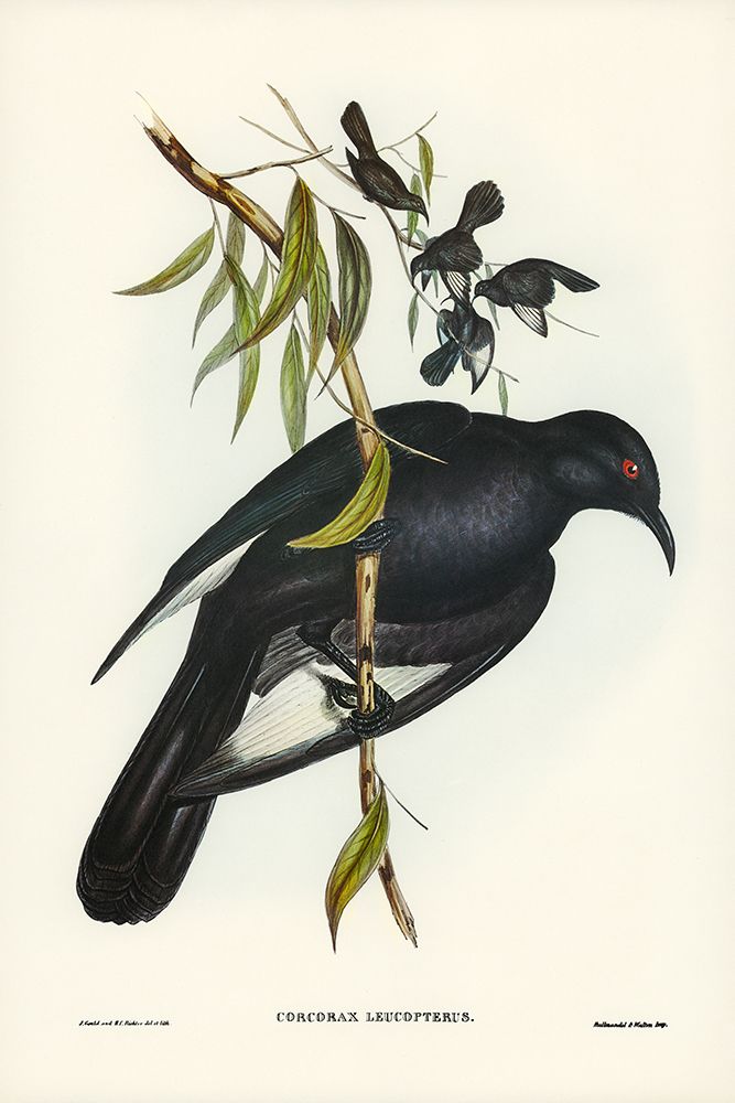 White-winged Chough-Corcorax leucopterus art print by John Gould for $57.95 CAD