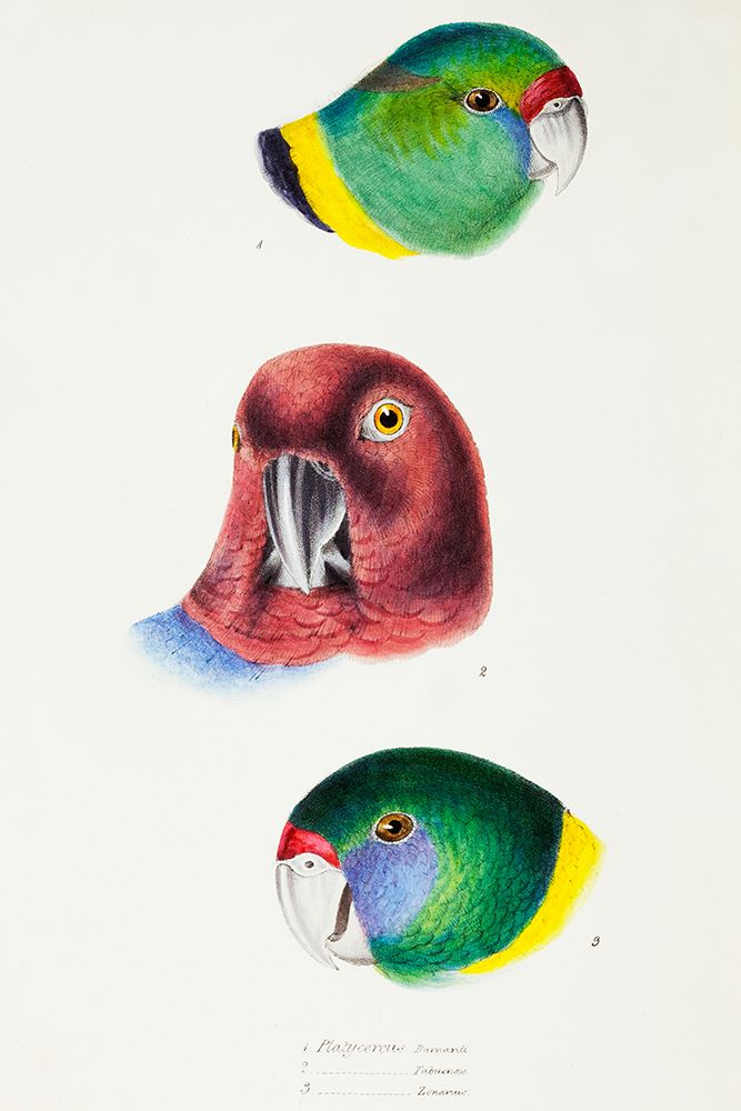 Mallee Ringneck-Maroon Shining Parrot and Australian ringneck art print by John Gould for $57.95 CAD