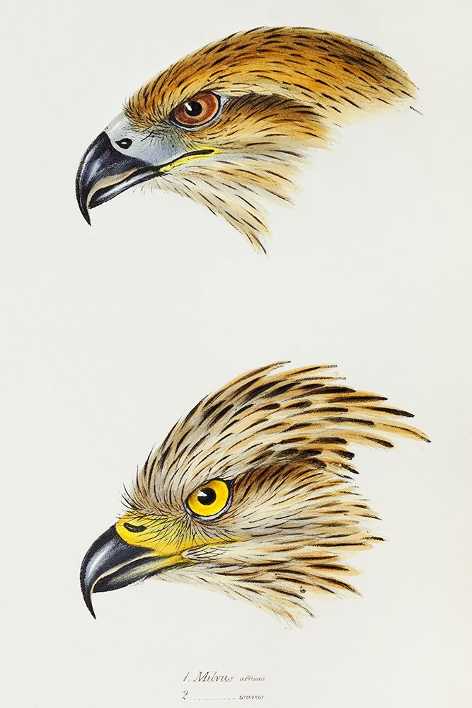 Black Kite-Milvus affinis and Square-tailed Kite-Milvus Isurus art print by John Gould for $57.95 CAD