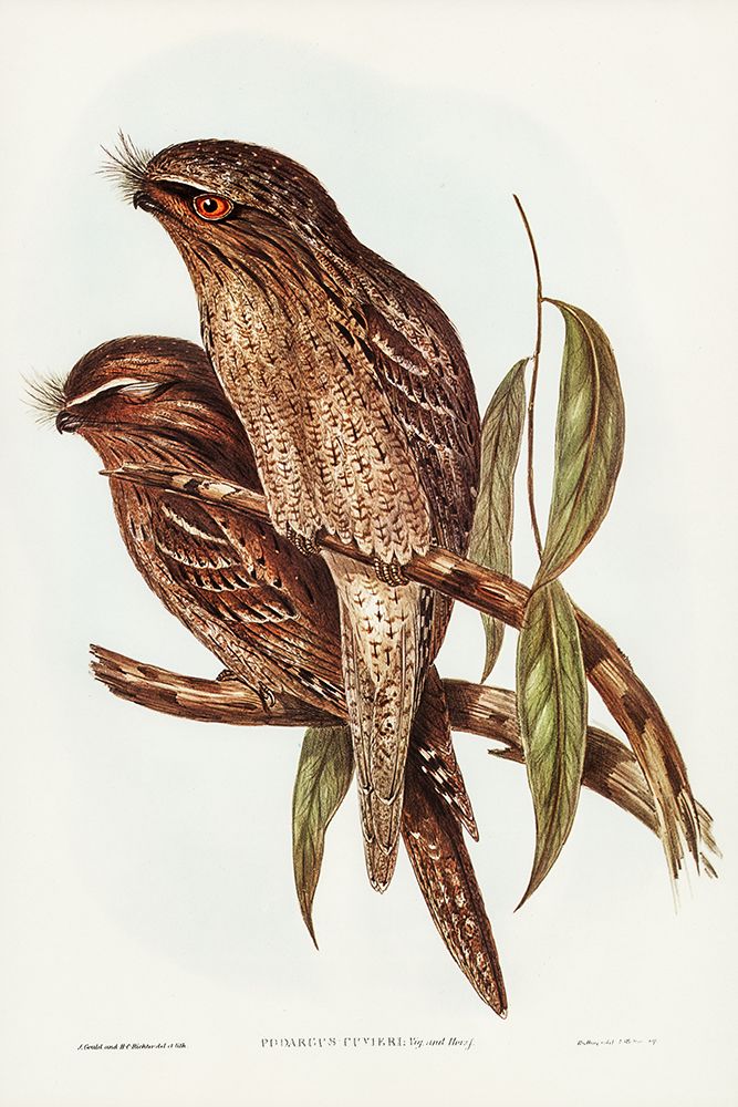 Tawny Frogmouth-Podargus Cuvieri art print by John Gould for $57.95 CAD