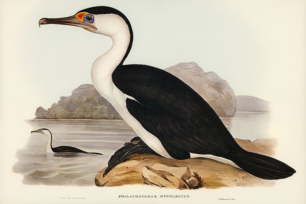 Pied Cormorant-Phalacrocorax hypoleucus art print by John Gould for $57.95 CAD