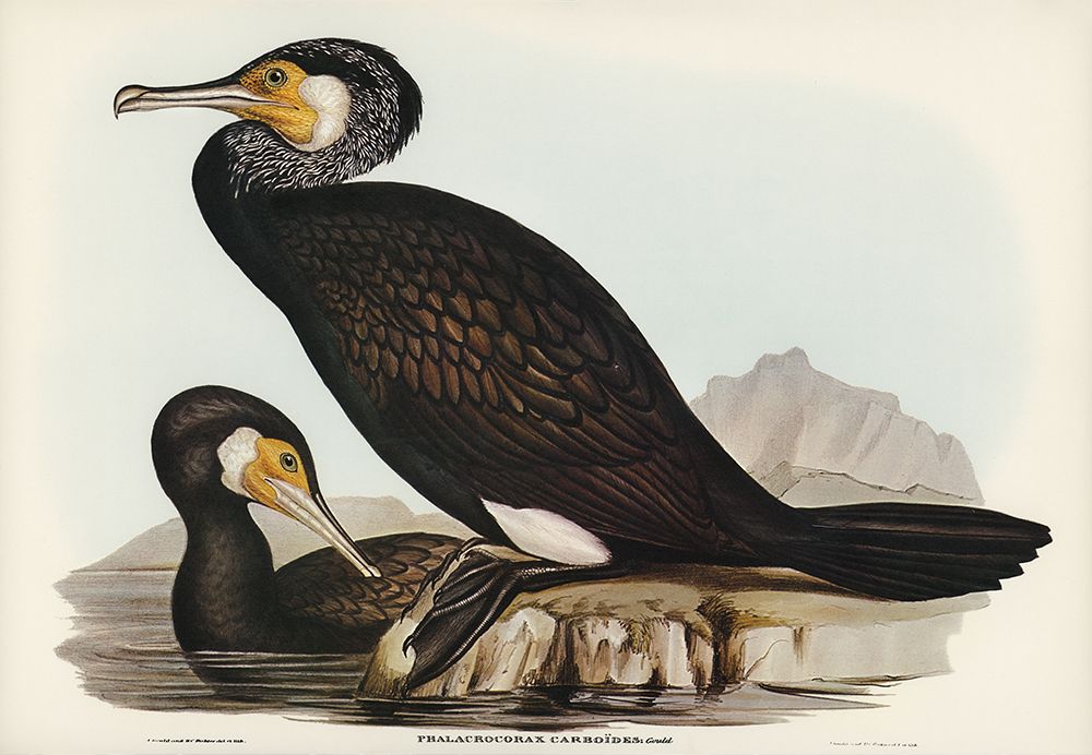 Australian Cormorant-Phalacrocorax Carboides art print by John Gould for $57.95 CAD